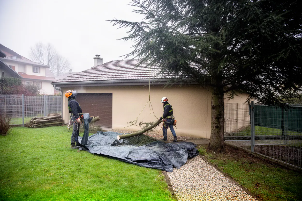 Élagueur démontant un arbre dangereux à Grenoble
