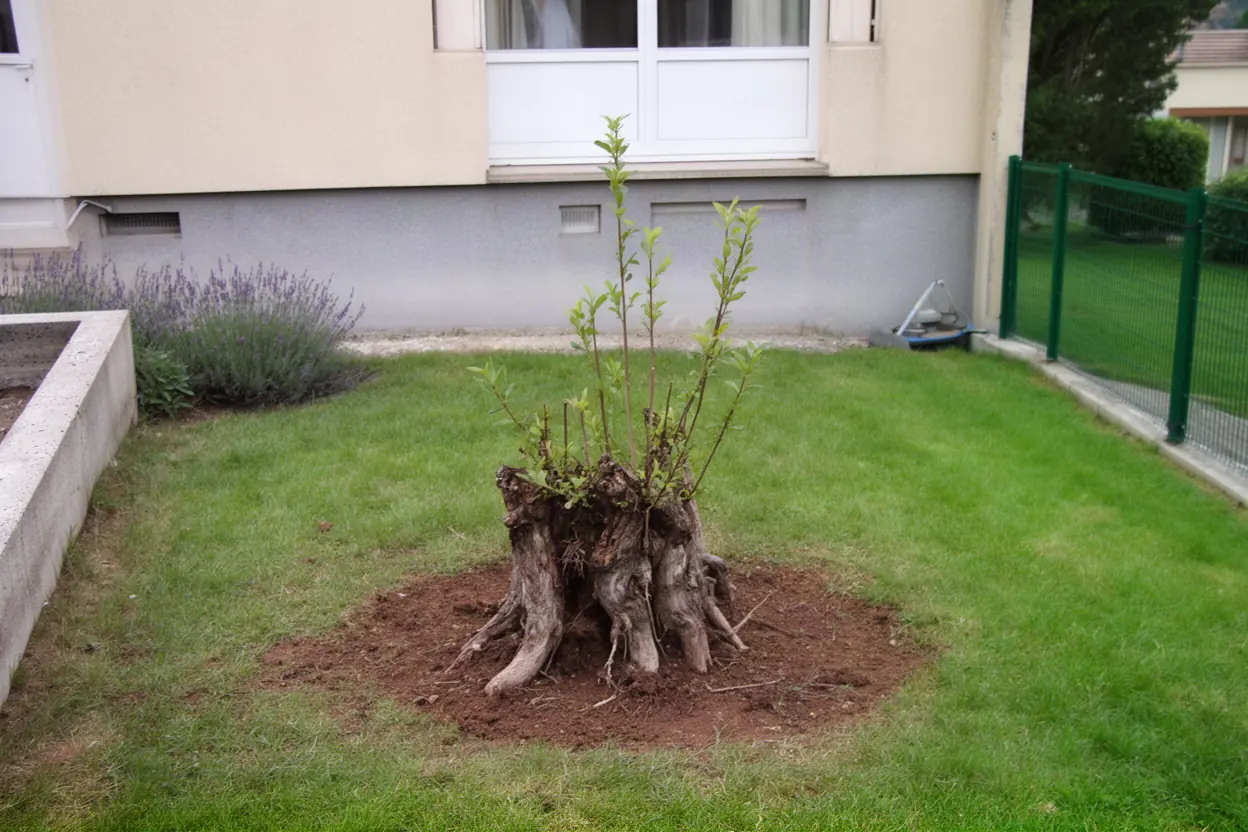 Vieille souche au milieu d'une pelouse à Sassenage