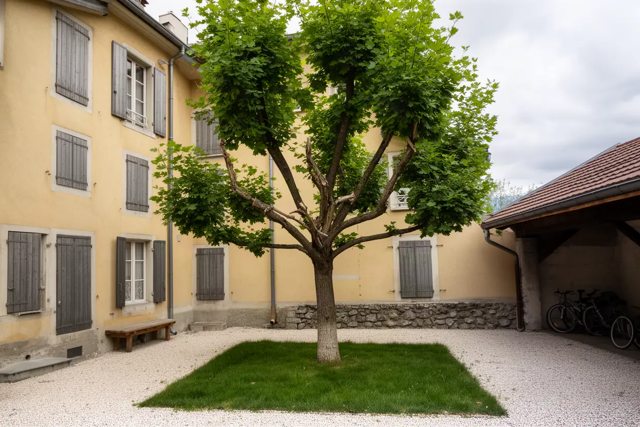 Tilleul dense avant élagage dans une cour grenobloise