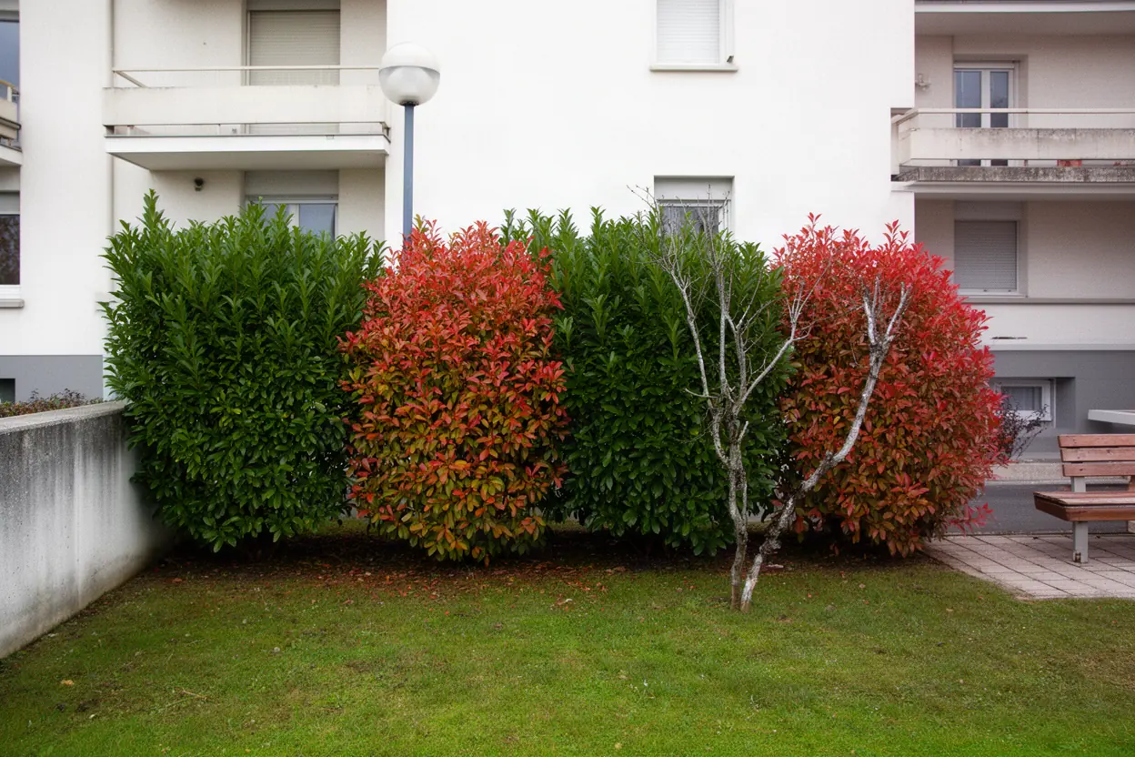 Haie mixte irrégulière avant taille à Saint-Martin-d’Hères