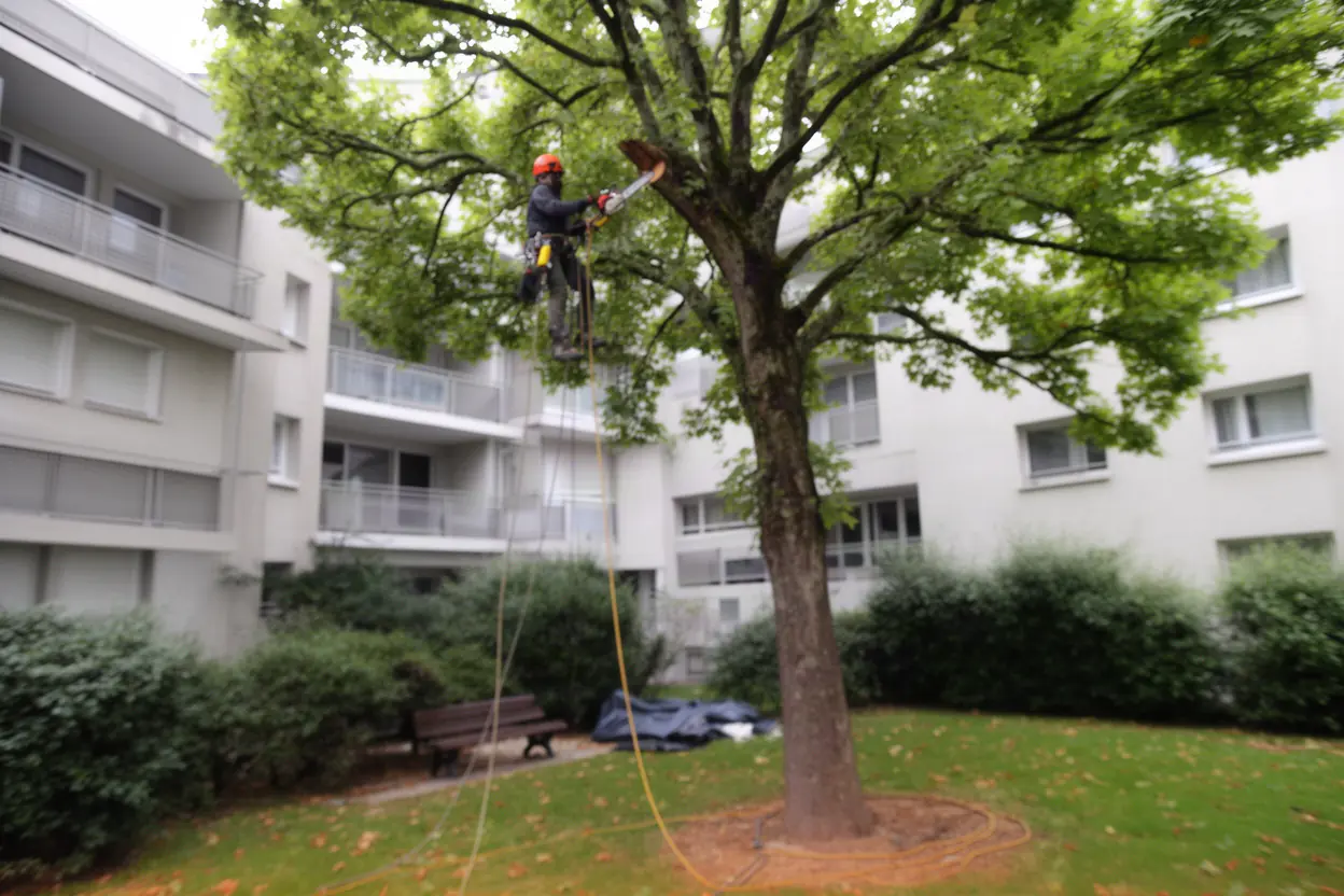 Arboriste réalisant une taille douce à Grenoble